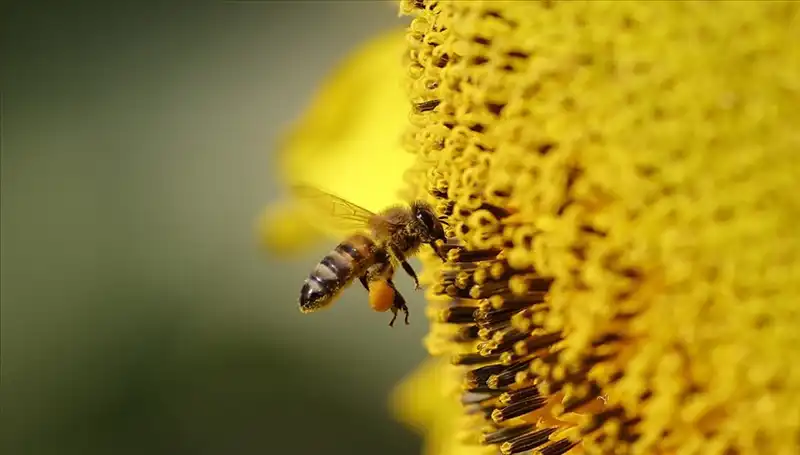 Arı Ölümlerinin Sırrı Çözüldü: Kır Çiçekleri Tehlike mi Sağıyor?