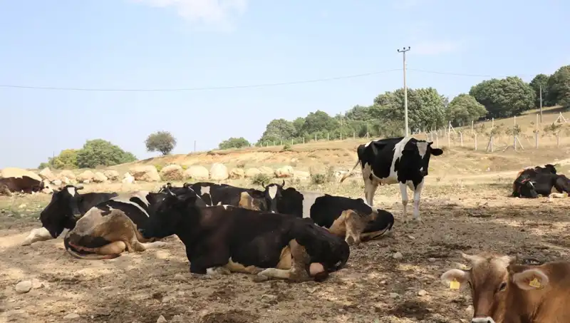 Şap Hastalığına Karşı Alınan Çarpıcı Önlemler: 22 Köyde Giriş Çıkış Kısıtlandı