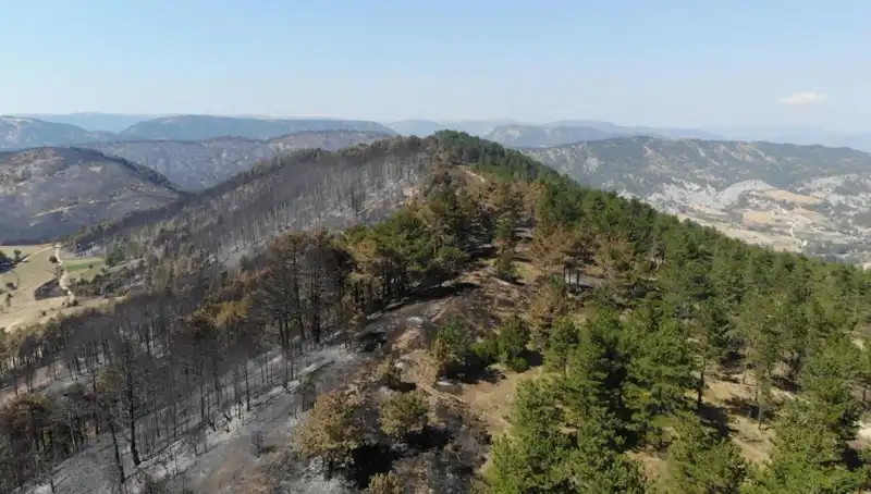 Bolu'da Doğayı Yeşerten Tarihi Fidan Dikim Töreni Gerçekleşti