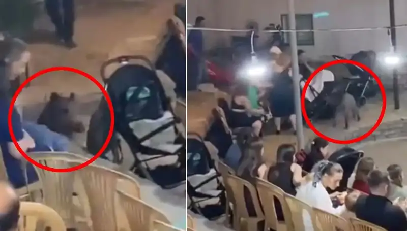 Düğün Töreninde Şaşkınlık Yaratan Yaban Domuzu Saldırısı