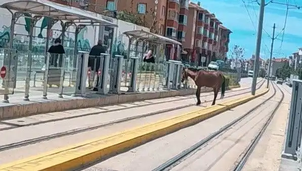 Eskişehir Tramvay Raylarında Başka Bir Dünyanın Hikayesi: Başıboş At Olayı