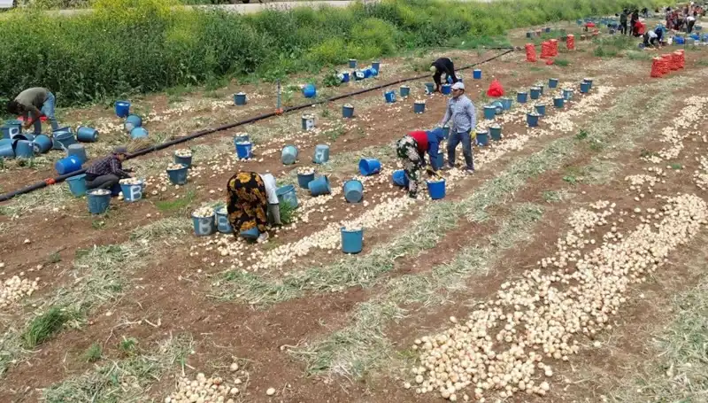 Soğan Hasadı Başladı: Fiyatlar Düşüşe Geçti, Tüketicilere Ne Getirecek?