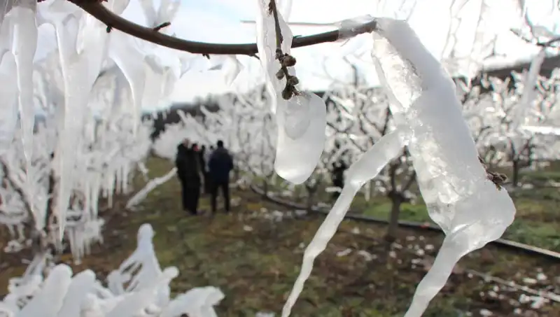 Soğuk Hava Şokuna Rağmen Ağaçlar Çiçek Açtı: %80 Başarı