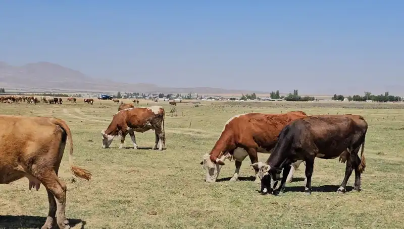 Arin Gölü’nün Kuruması: Su Krizi Kapanında Tehlike Çanları Çalıyor