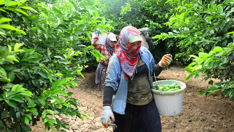 Marketlerde Patates Kilosu 150 Lirayı Aştı: Fiyatlar Düşer Mi?