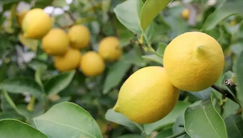 Limonun Fiyatı Uçtu: Adedi 24 Lira Olunca Pazarda Neler Oluyor?