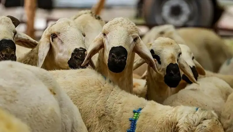 2025 Kurban Bayramı: Kurban Kesmek Farz mı? Her Şey Burada!