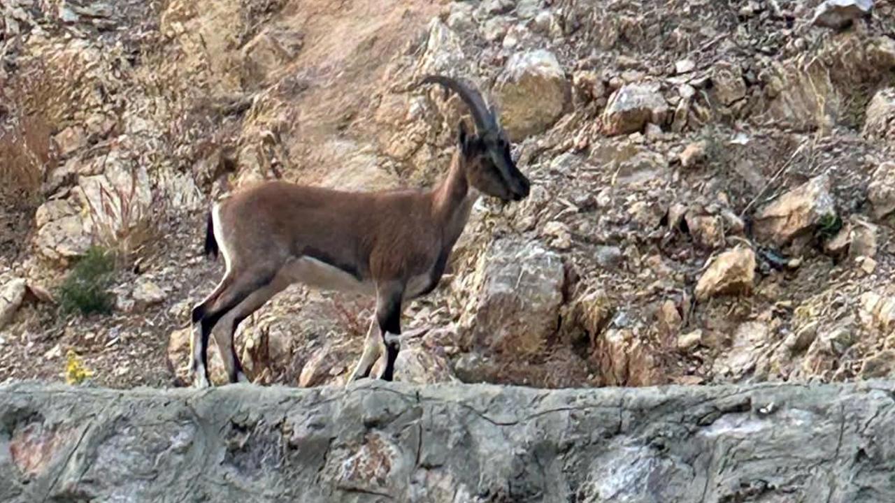 Yaban Keçisine Avlanan Kişiye Ağır Cezai İşlem