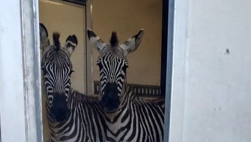 Sınırda Durdurulan Minibüste Hayvan Kaçakçılığı Şoku: Zebra ve Maymunlar