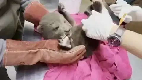 Karabük'te Yavru Bozayı Bulundu: Doğanın Gizemi ve Koruma Çabaları