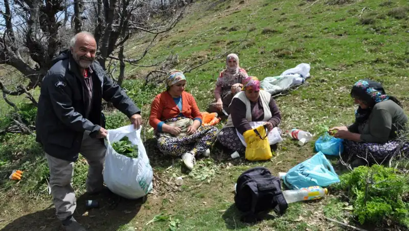 Yüzlerce Aedan için Geçim Kaynağı: Toplamak İçin 5 Saat Yürüyüş