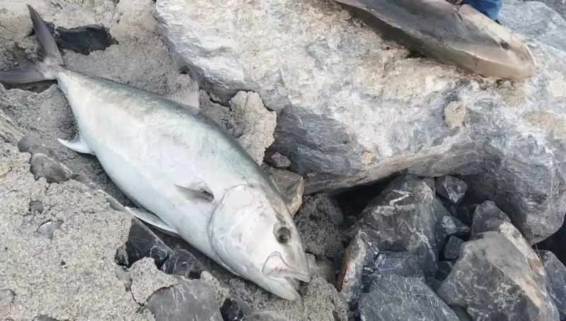 65 Kilo Balık Oltayla Yakalandı, Sahibi Rekor Fiyatla Sattı!