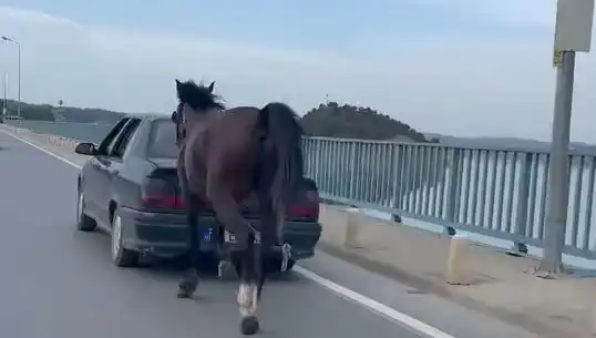 Adana'da Atların Eziyet Görmesi Üzerine Tutuklama Süreci Başlatıldı