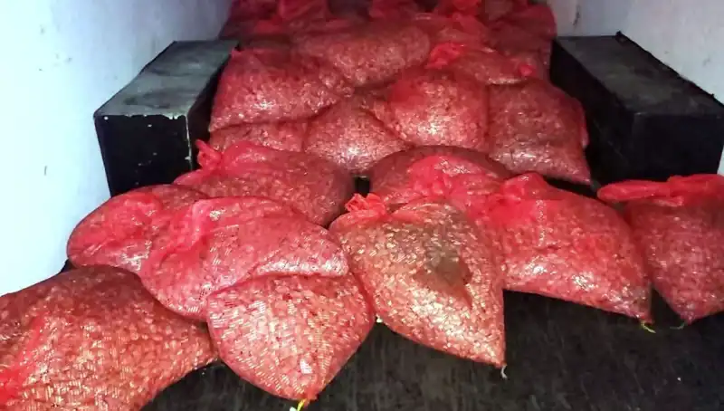 Samsun’da 1,5 Ton Kaçak Midye Operasyonu: Tehlikeli Su Ürünleri Kontrol Altında
