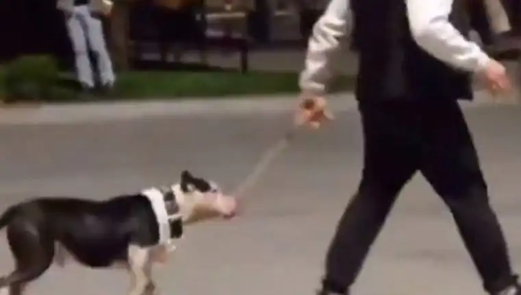 Ağızlıksız Pitbull Korku Dolu Anlar Yaşattı: Sahibi Cezalandırıldı