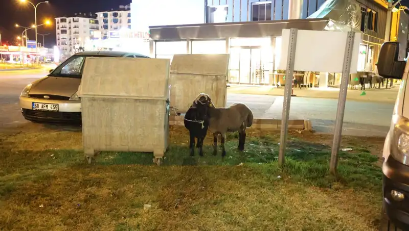 Mor Karaman Koyunları Neden Yola Düşüp Terk Edildi?