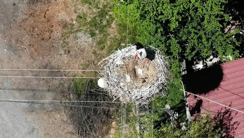 Baharın Müjdecisi: 22 Yıldır Aynı Yuvada Kalan Kuş Türü