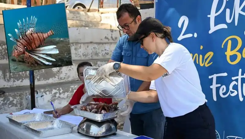Antalya'da İlginç Bir Yarışma: İstilacı Aslan Balığı Avlama Mücadelesi