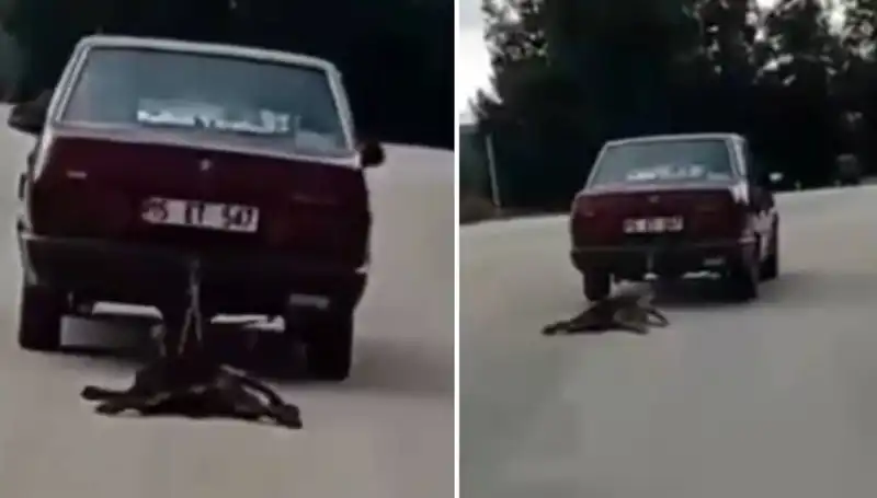 Otomobilin Ardındaki Köpeği Sürükleyen Şok Edici Olay!