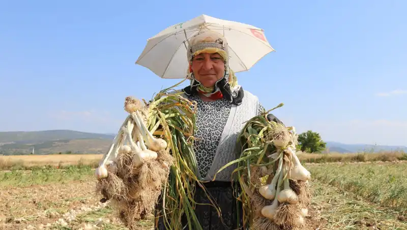 Kavurucu Sıcakta Çalışan İşçilerin Günlük Kazancı 1200 TL!