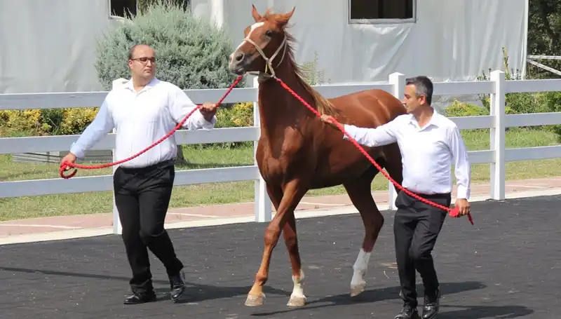 Sıradışı “Taşkın Kral” Rekoru: Doğa Düşmanı mı, Kahramanı mı?