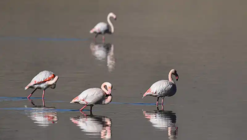 Flamingoların Korunaklı Cennetinde Kuraklık Alarmı: Sayıları Düşüyor!
