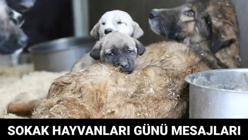 Sokak Hayvanlarının Onuru İçin Belirlenen Özel Gün: Dünya Sokak Hayvanları Günü