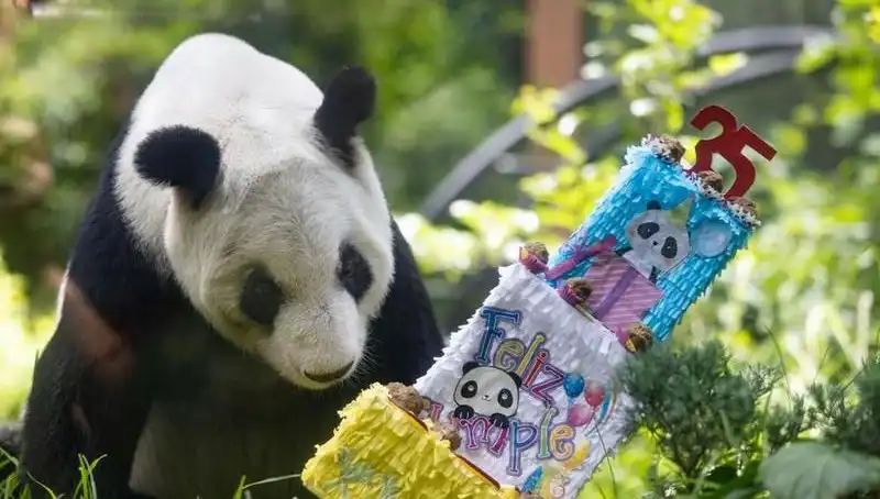 35 Yaşına Basan Dev Panda Xin Xin, Doğum Günüyle Bütün Dünyayı Sevindirdi